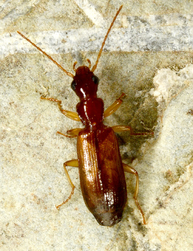 Carabidae: Paradromius linearis